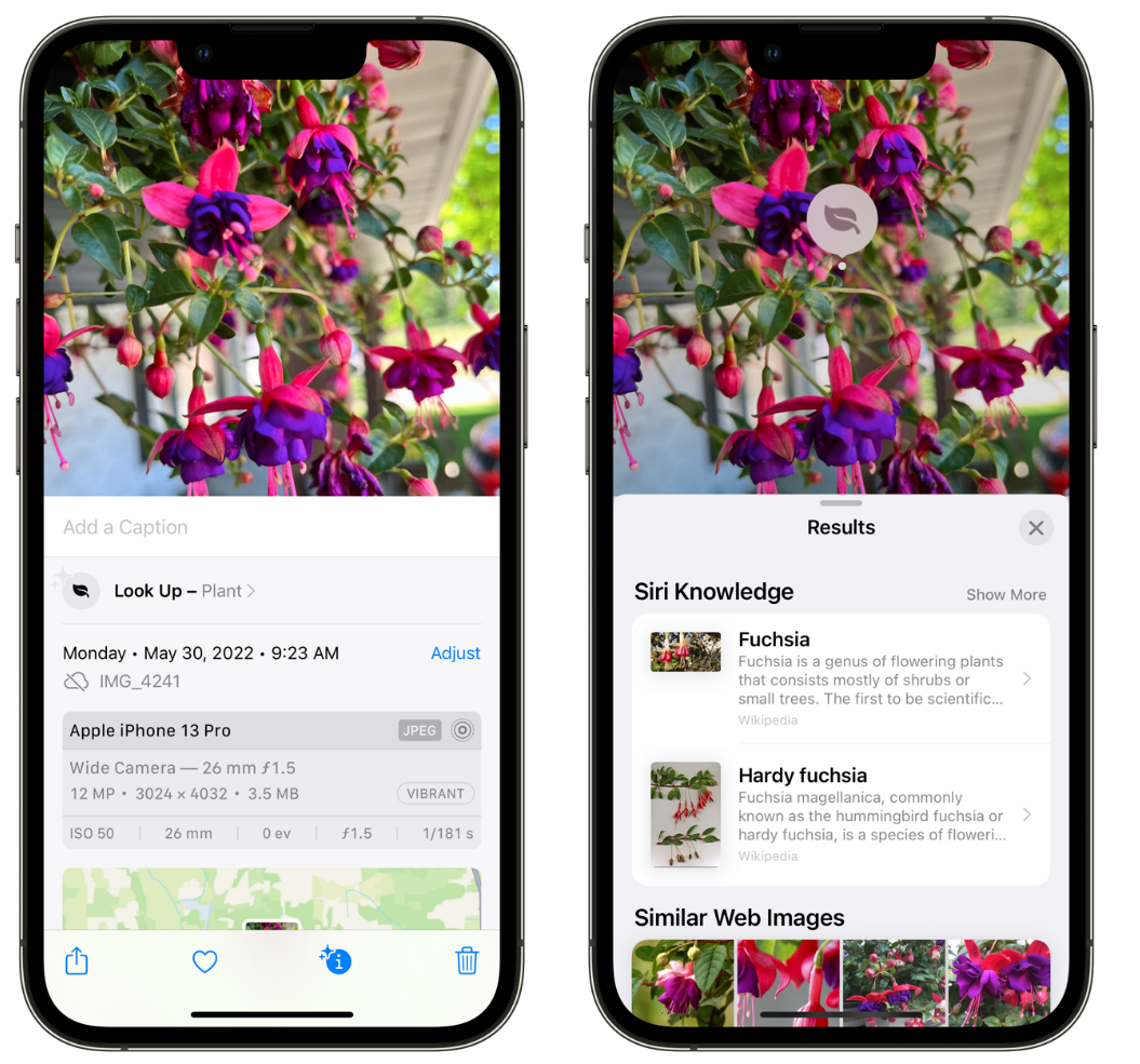 洮南苹果手机维修分享小技巧：使用 iPhone 相机识别花卉植物 